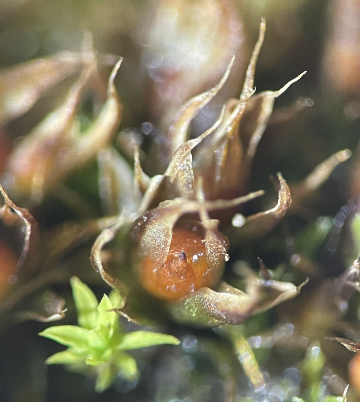 Phascum cuspidatum